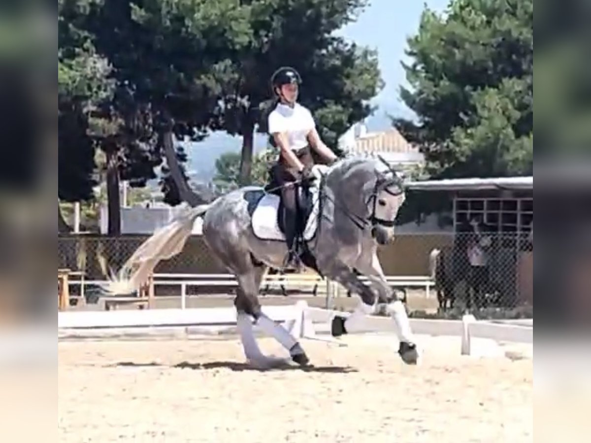 PRE Mix Gelding 6 years 15,3 hh Gray-Dapple in Martfeld