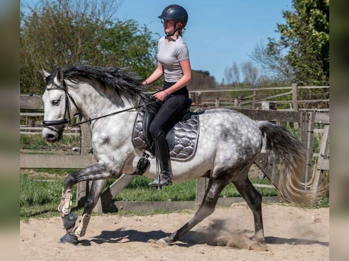 PRE Mix Gelding 6 years 15,3 hh Gray-Dapple in Eindhoven
