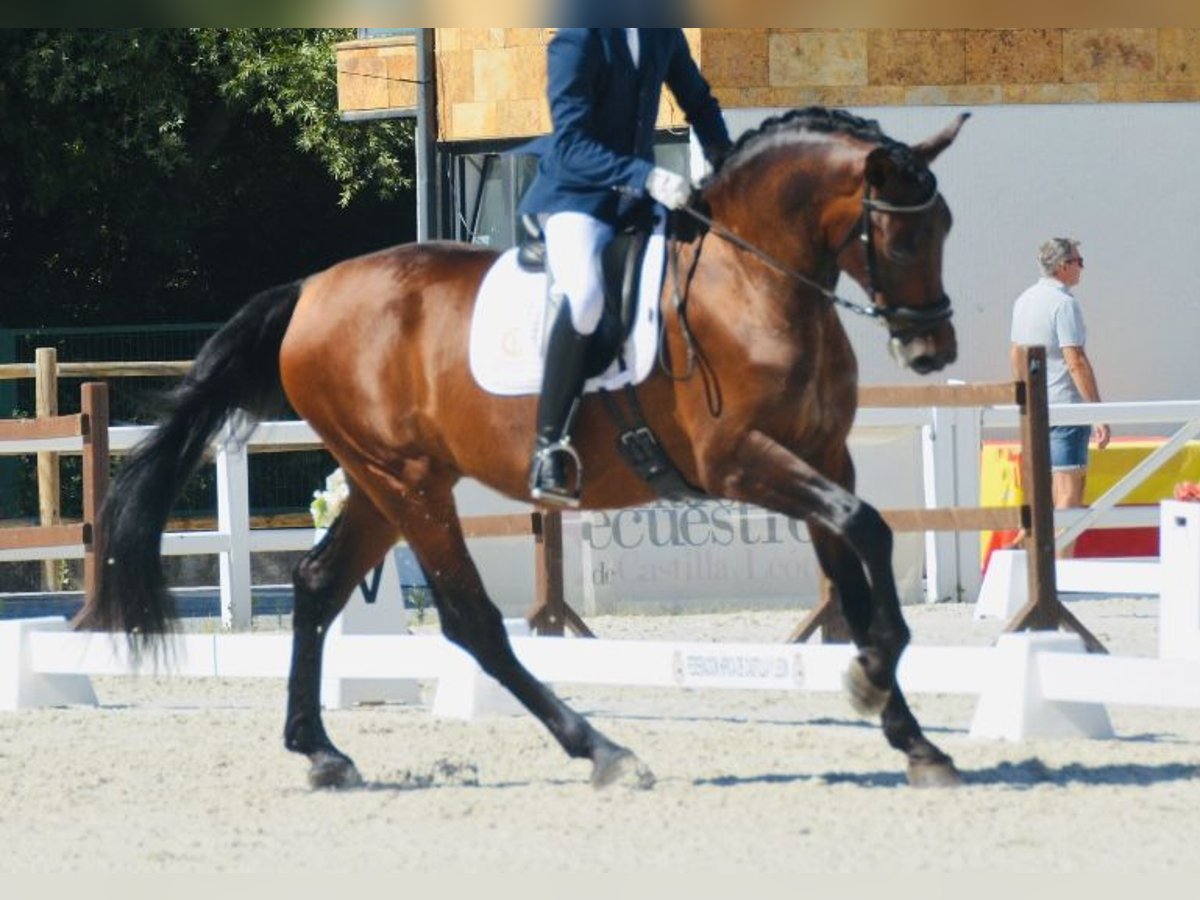 PRE Mix Gelding 6 years 16,1 hh Brown in Madrid