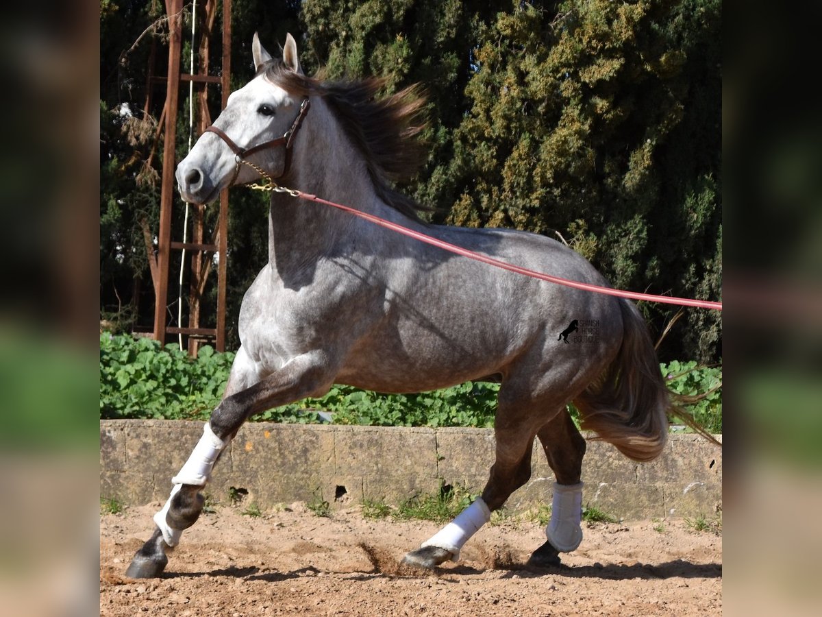 PRE Gelding 6 years 16,1 hh Gray in Mallorca