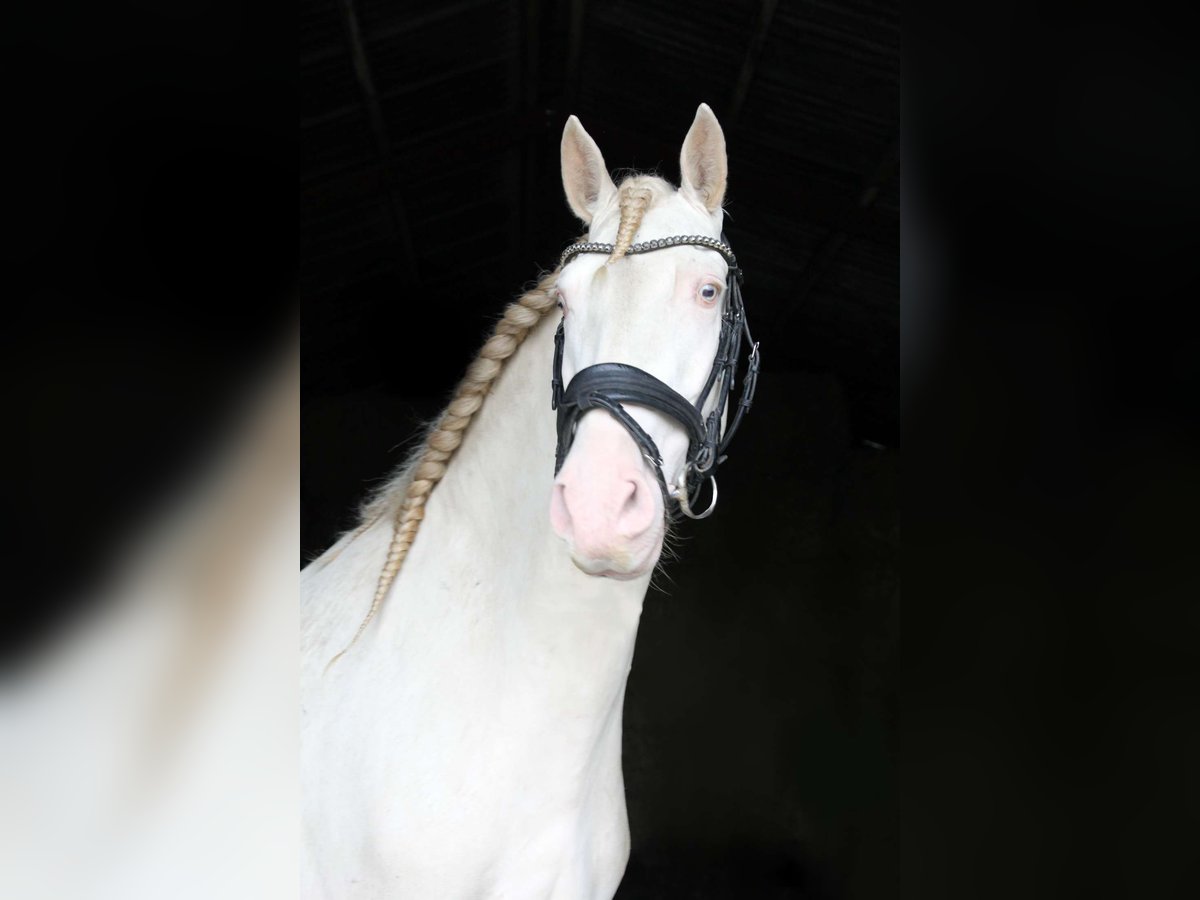 PRE Gelding 6 years 16,1 hh Perlino in Kastrup