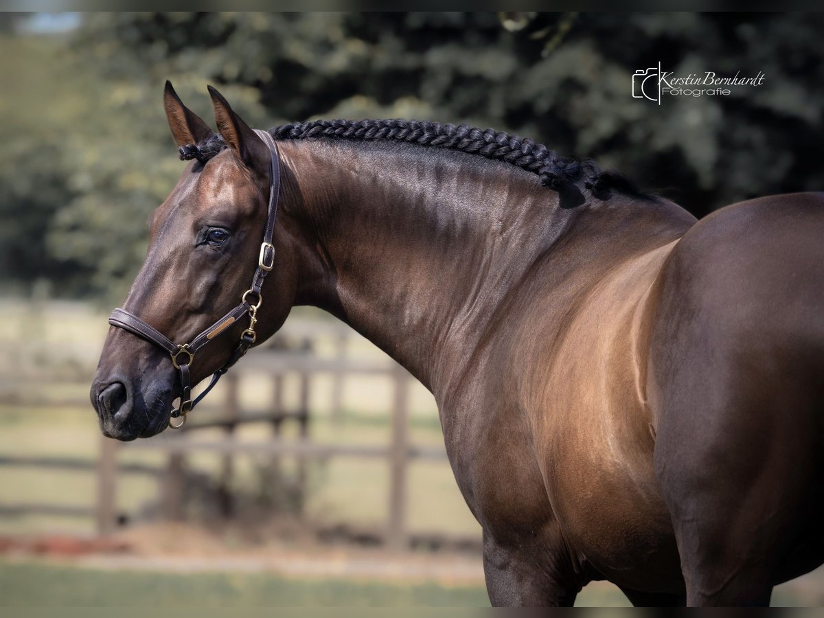 PRE Gelding 6 years 16 hh Bay-Dark in Dorsten
