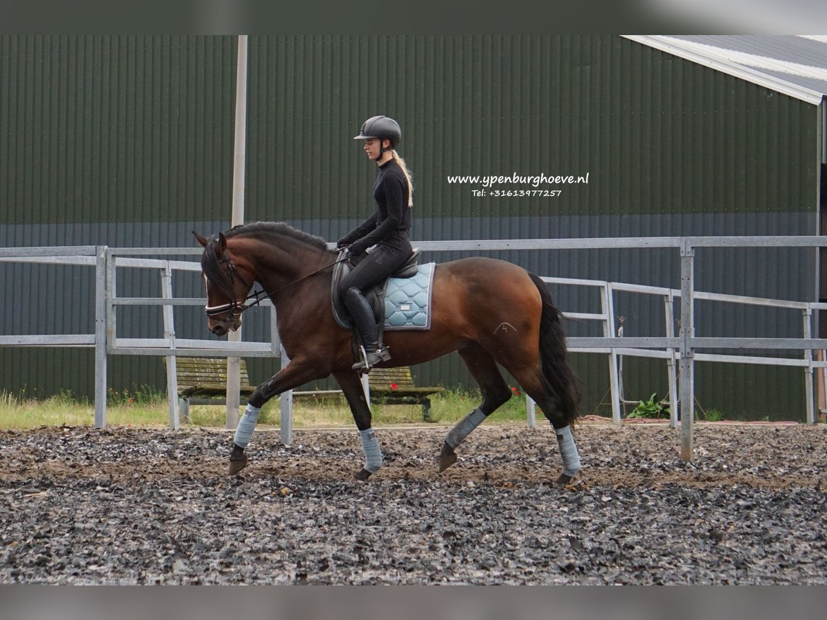 PRE Gelding 6 years 16 hh Bay-Dark in &#39;s-Gravenhage