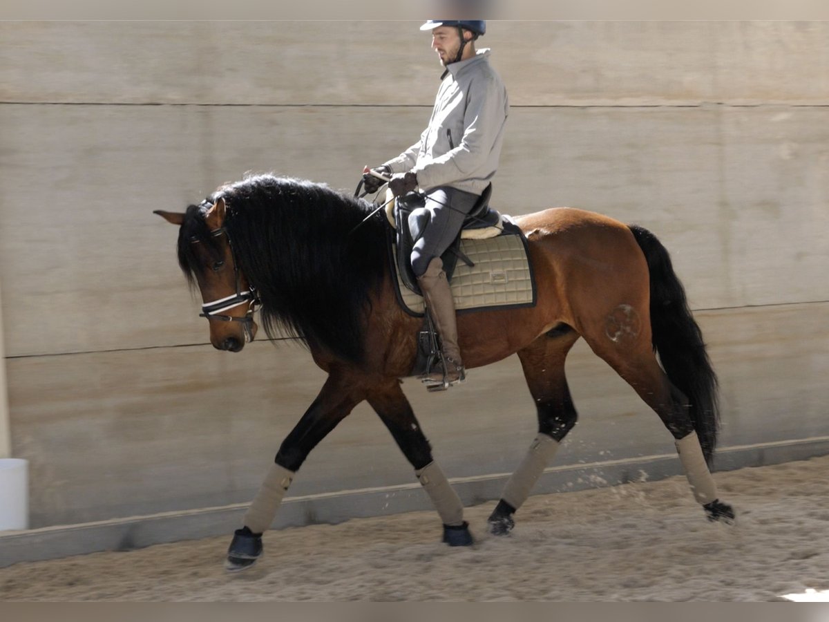 PRE Gelding 6 years 16 hh Bay in Salamanca