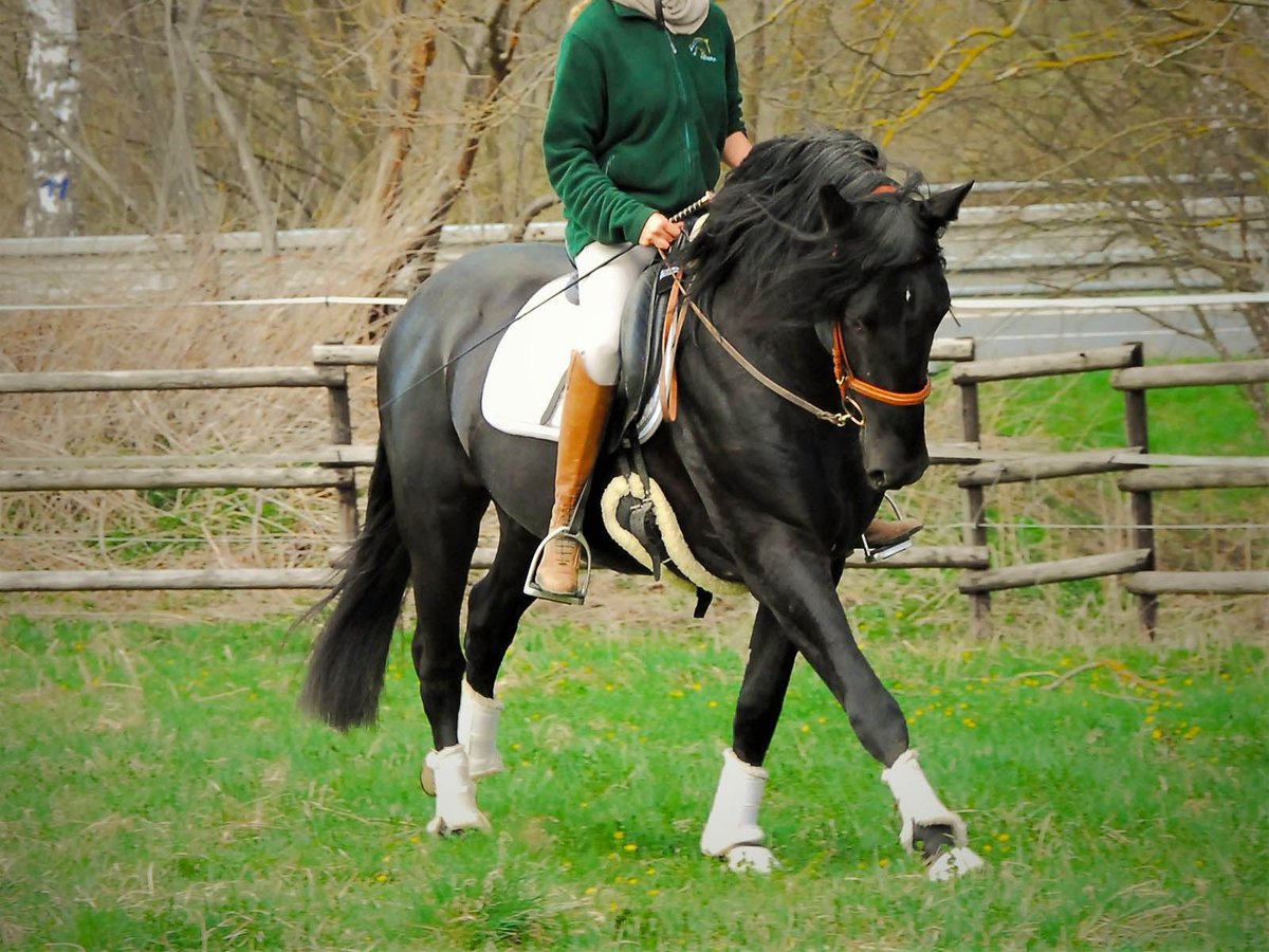 PRE Gelding 6 years 16 hh Black in Echtenerbrug