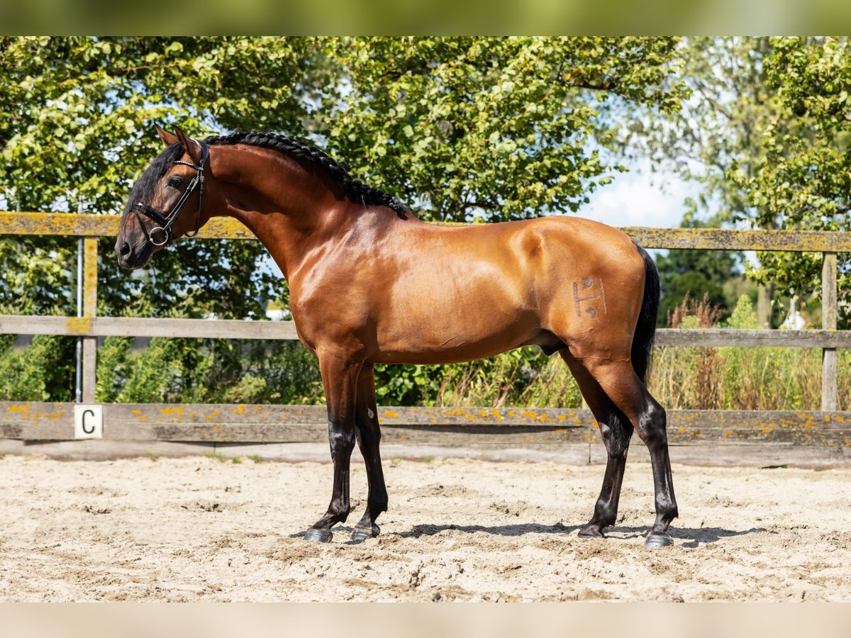 PRE Mix Gelding 6 years 16 hh Brown in Goch