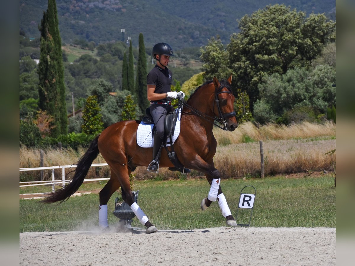 PRE Gelding 6 years 16 hh Brown in Barcelona