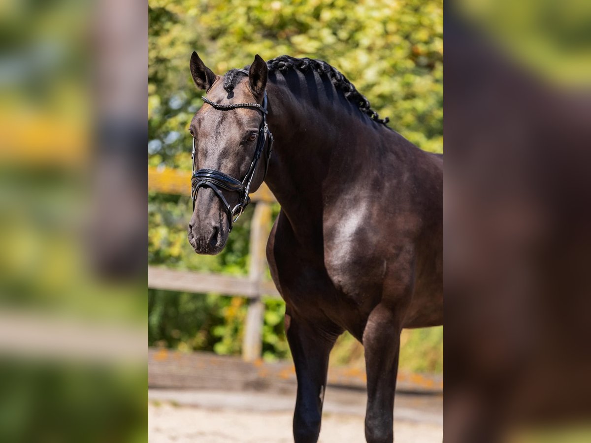 PRE Mix Gelding 6 years 16 hh Buckskin in Grebenhain