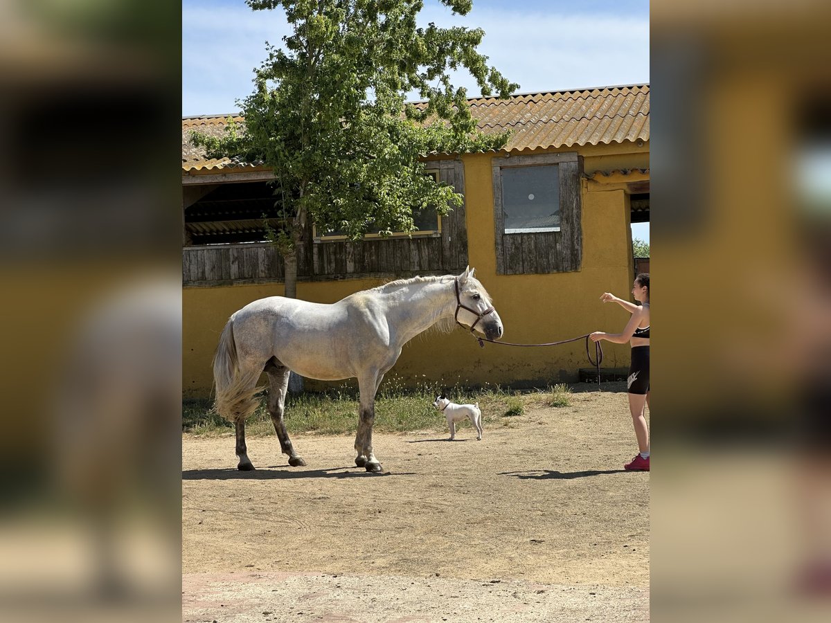 PRE Mix Gelding 6 years 16 hh Gray in Tordera