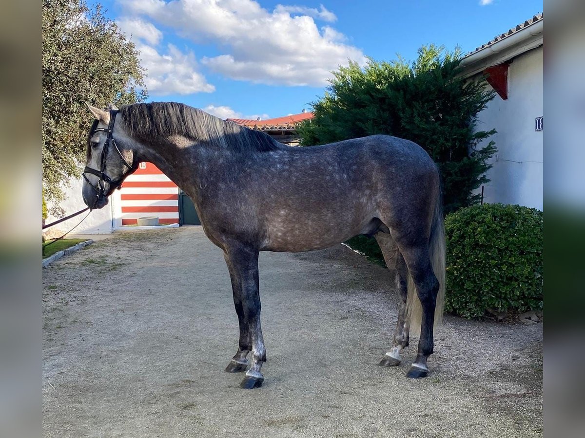 PRE Mix Gelding 6 years 16 hh Gray in Ventosa Del Rio Almar