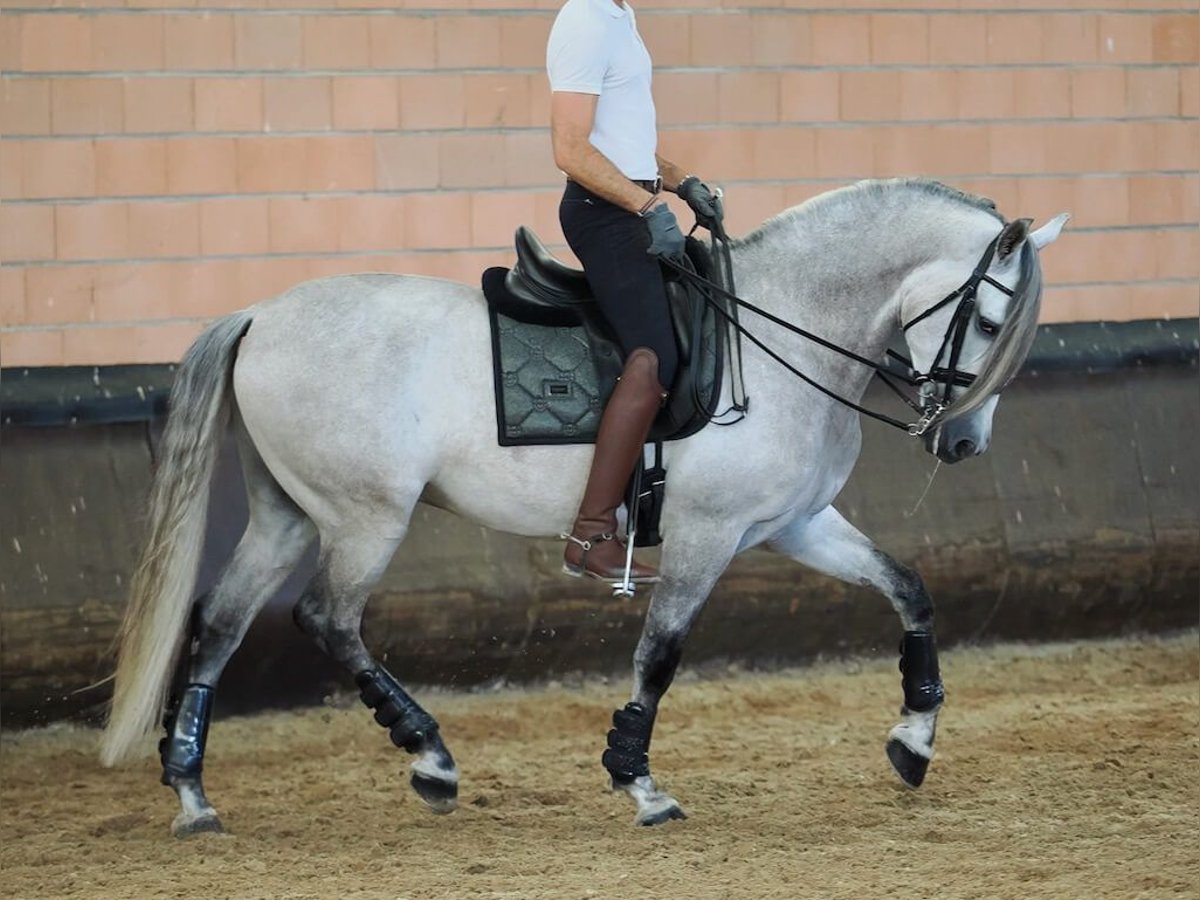 PRE Mix Gelding 6 years 16 hh Gray in Navas Del Madro&#xF1;o
