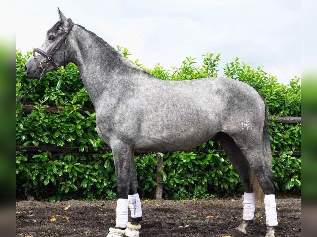 PRE Mix Gelding 6 years 16 hh Grey-Dapple in Boxtel