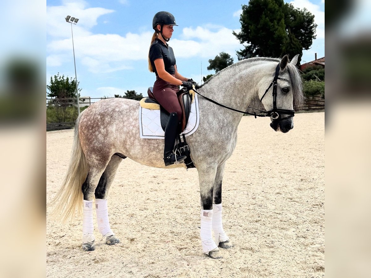 PRE Mix Gelding 6 years 16 hh Grey in Santa Perpetua de Mogoda
