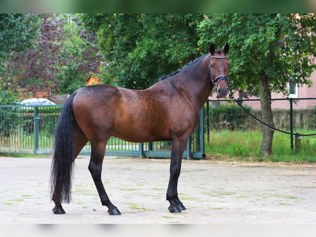 PRE Gelding 6 years 16,1 hh Bay-Dark in Kelpen-Oler