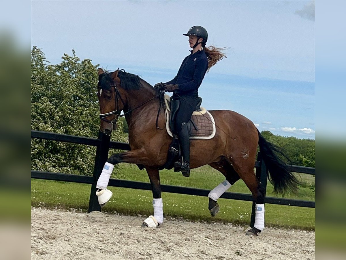 PRE Gelding 6 years 16,1 hh Brown in Freudenstadt