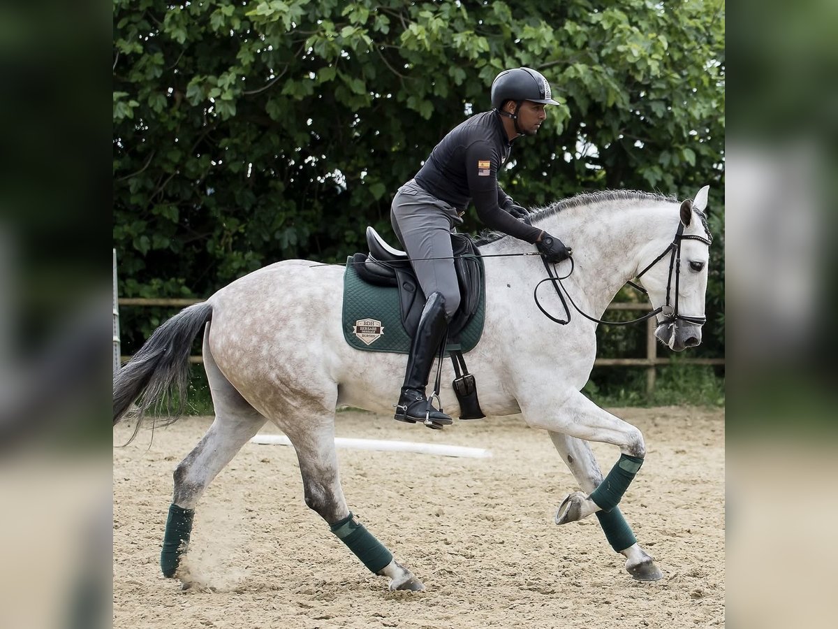 PRE Mix Gelding 6 years 16,1 hh Gray in Los Barrios