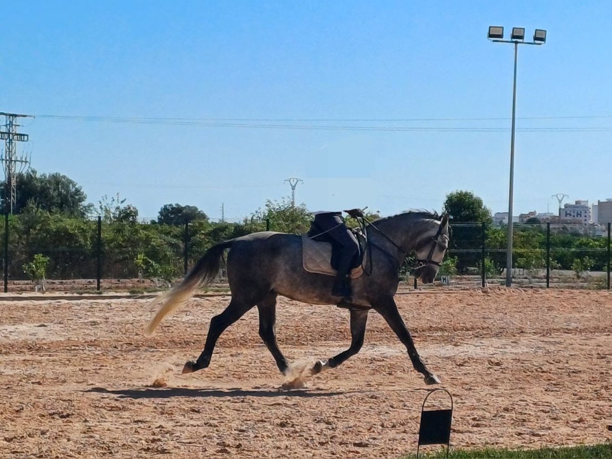 PRE Gelding 6 years 16,1 hh Grey in Castellon De La Plana/Castello De La Pla