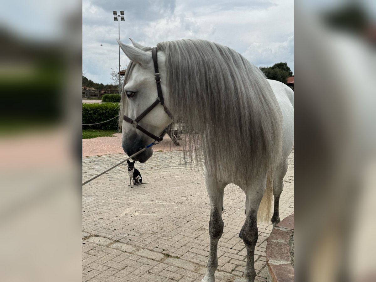 PRE Mix Gelding 6 years 16,1 hh Grey in Santa Perpetua de Mogoda