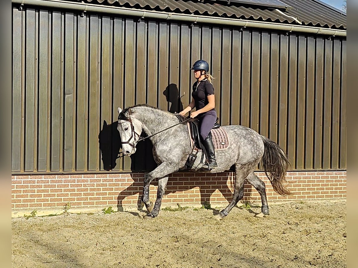 PRE Mix Gelding 6 years 16,1 hh Grey in Meerkerk