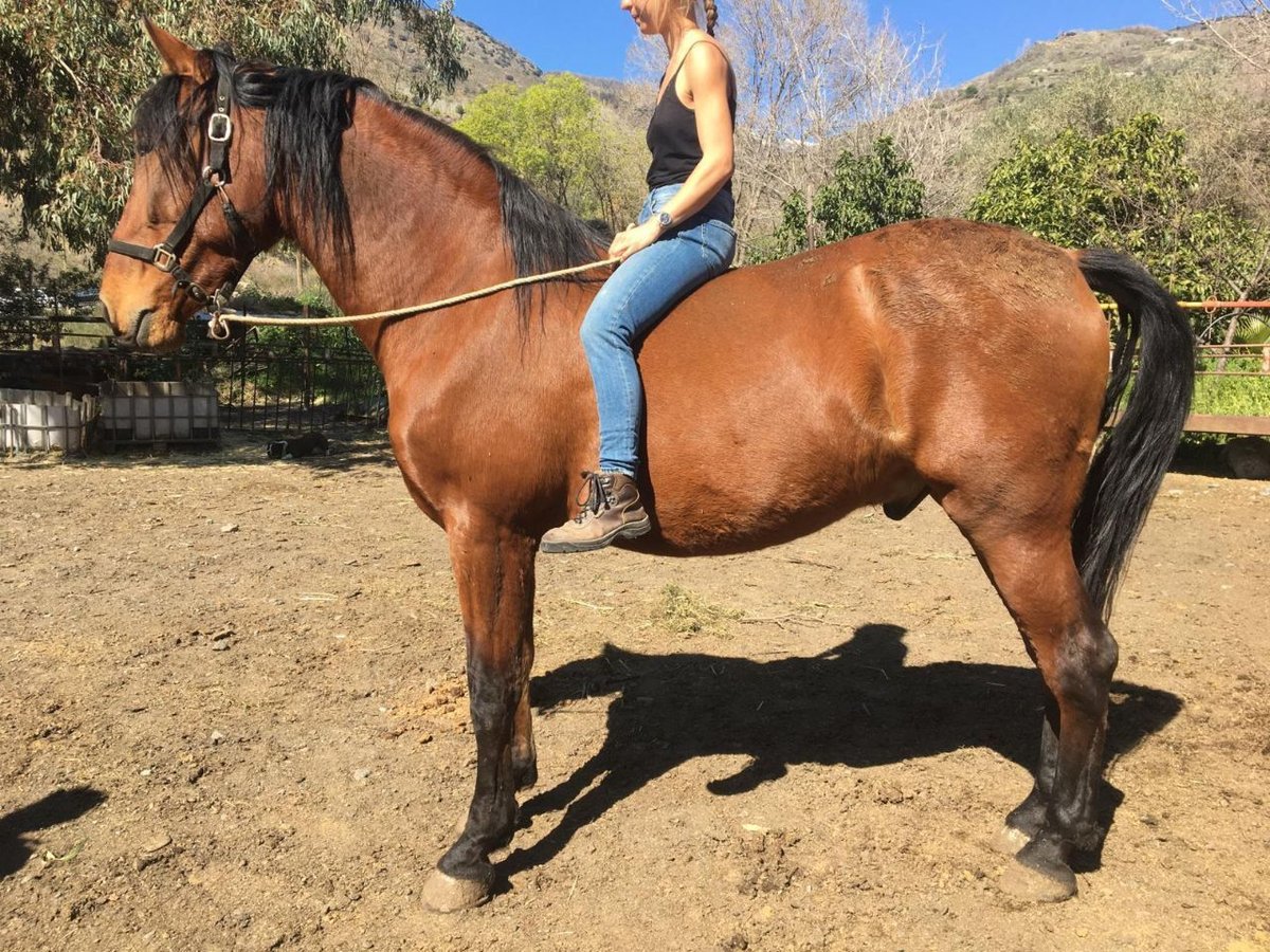 PRE Mix Gelding 6 years 17 hh Brown in Cadiar