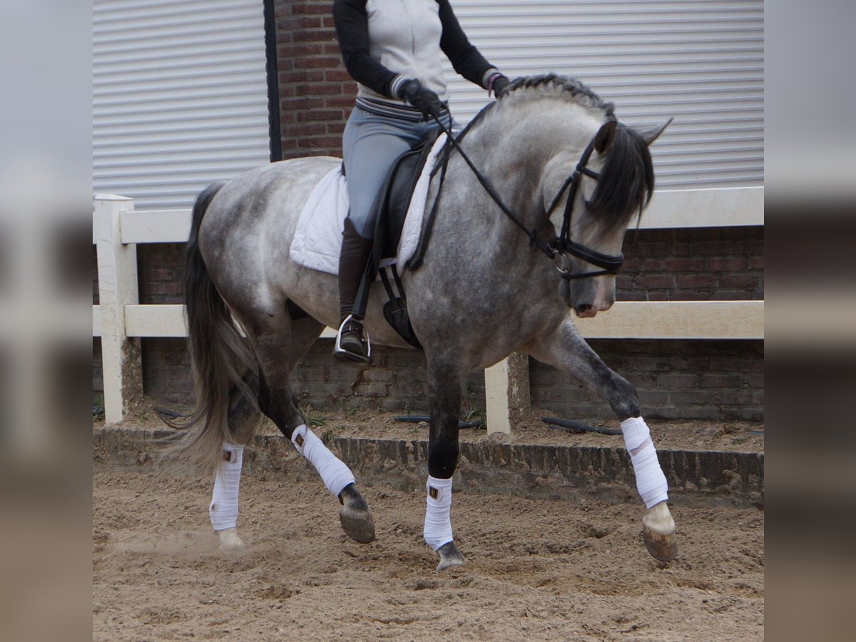 PRE Mix Gelding 6 years Gray in Polling
