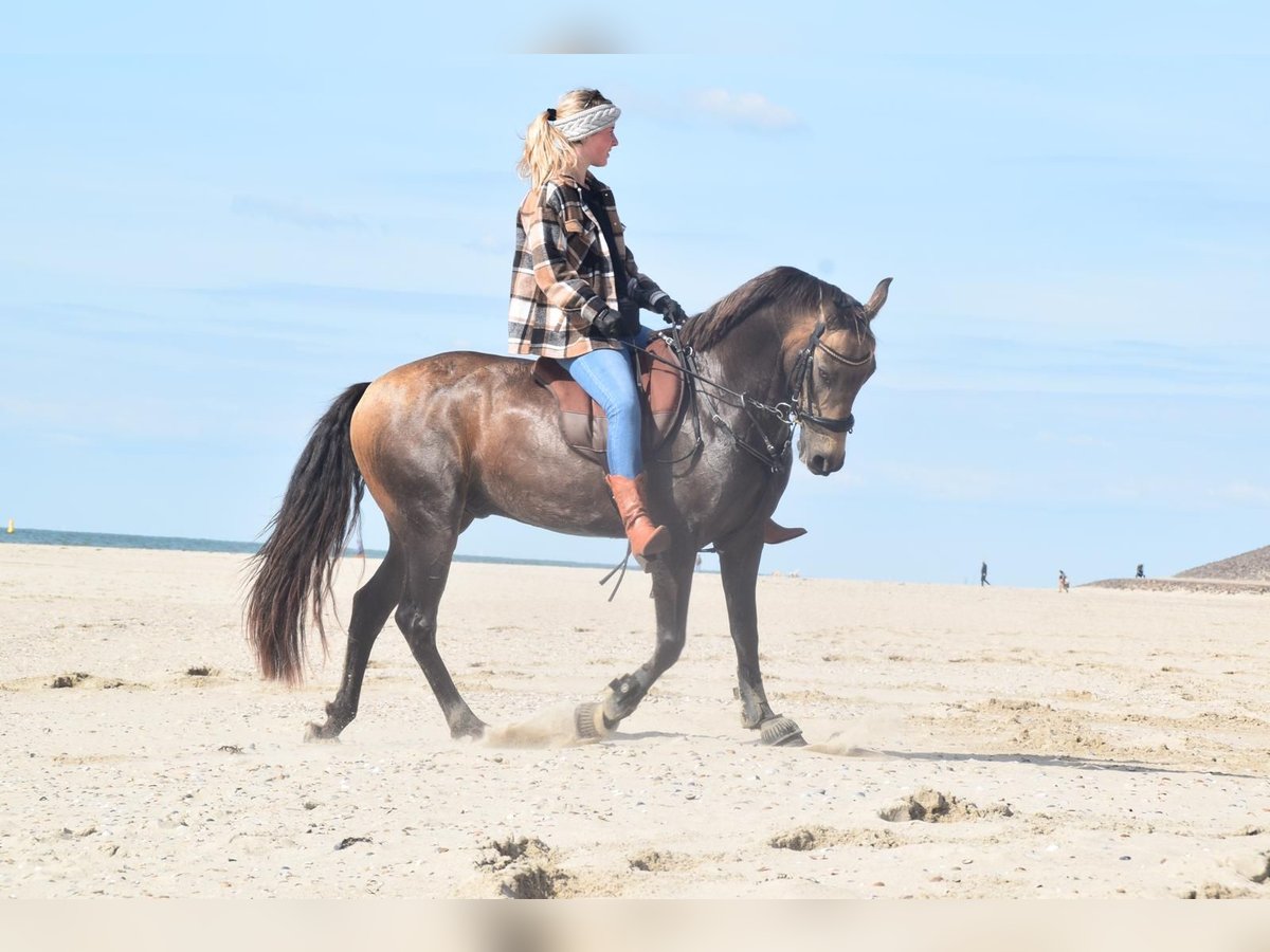 PRE Mix Gelding 7 years 14 hh Buckskin in Nordenham