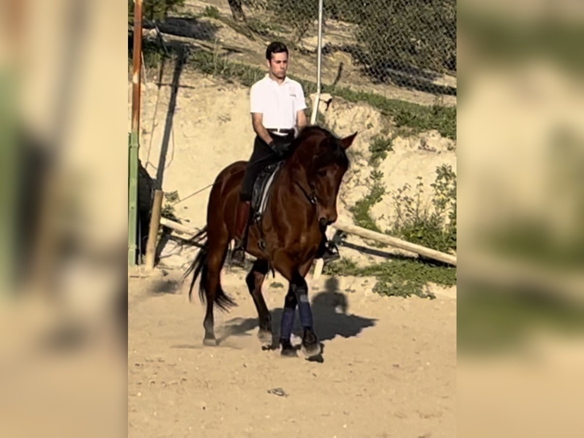 PRE Mix Gelding 7 years 15,2 hh Bay in Bobadilla (Estacion)