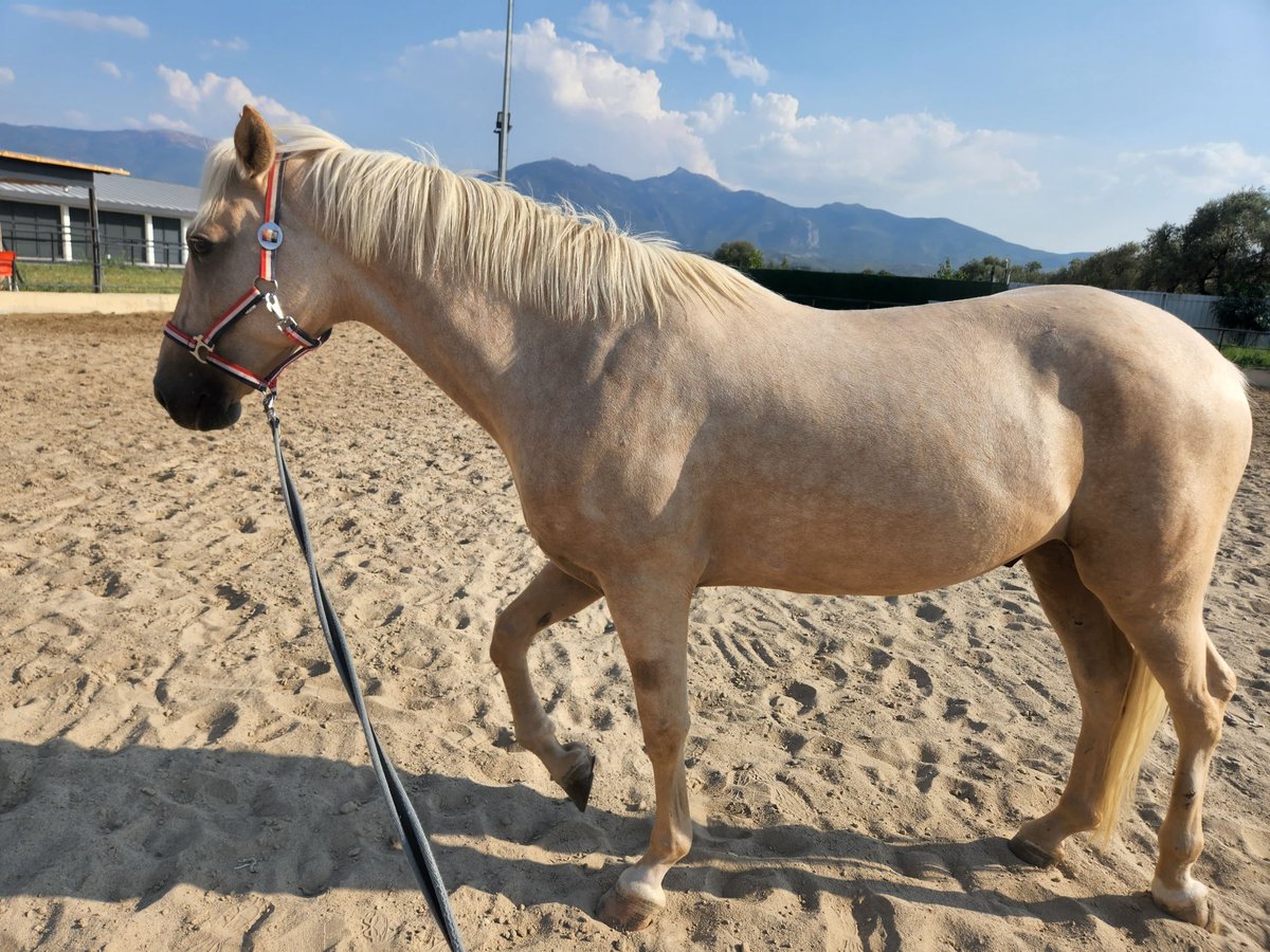 PRE Mix Gelding 7 years 15,2 hh Palomino in İzmir, kemalpasa