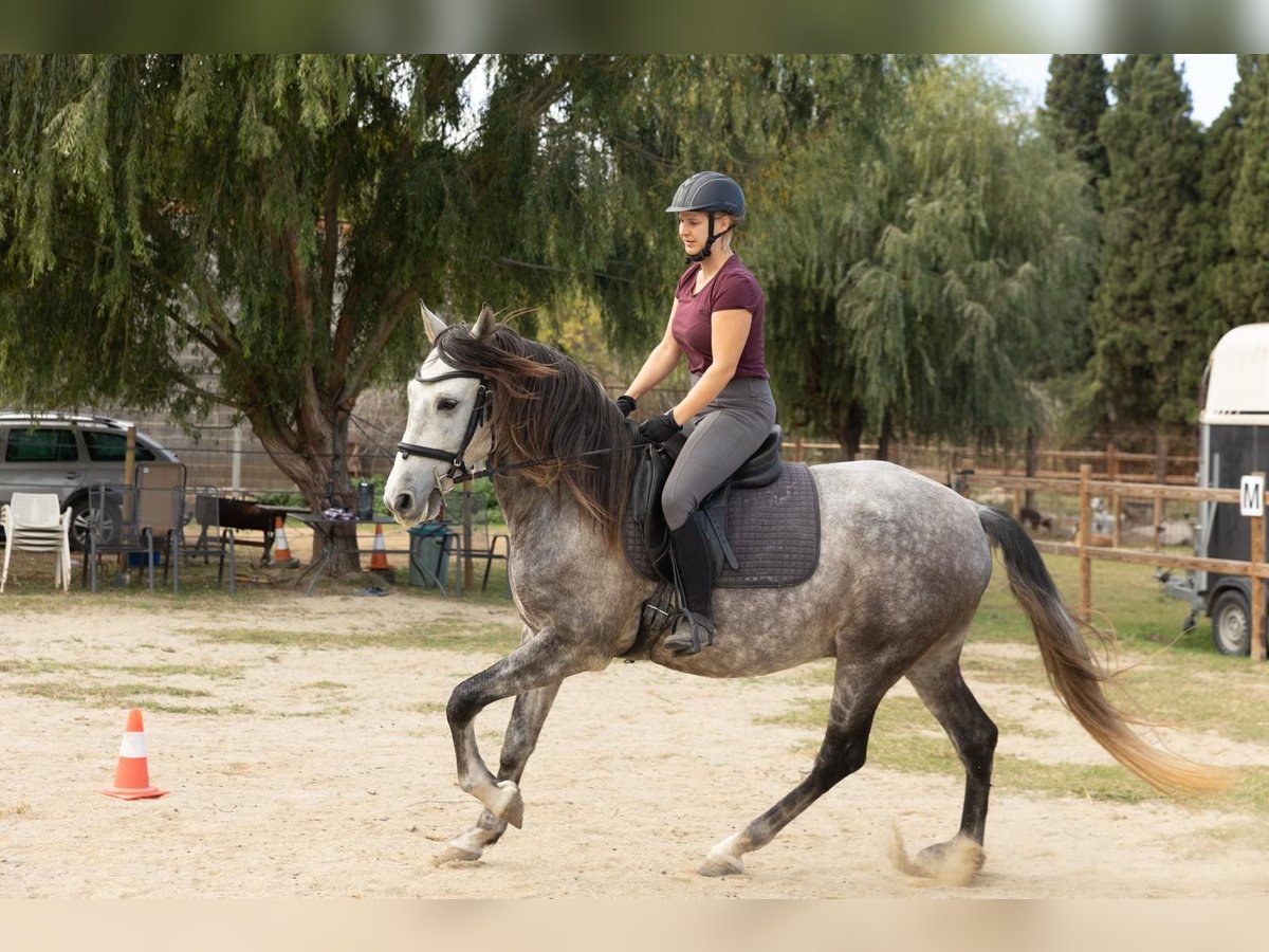 PRE Mix Gelding 7 years 15,3 hh Grey in Castello D&#x27;Empuries
