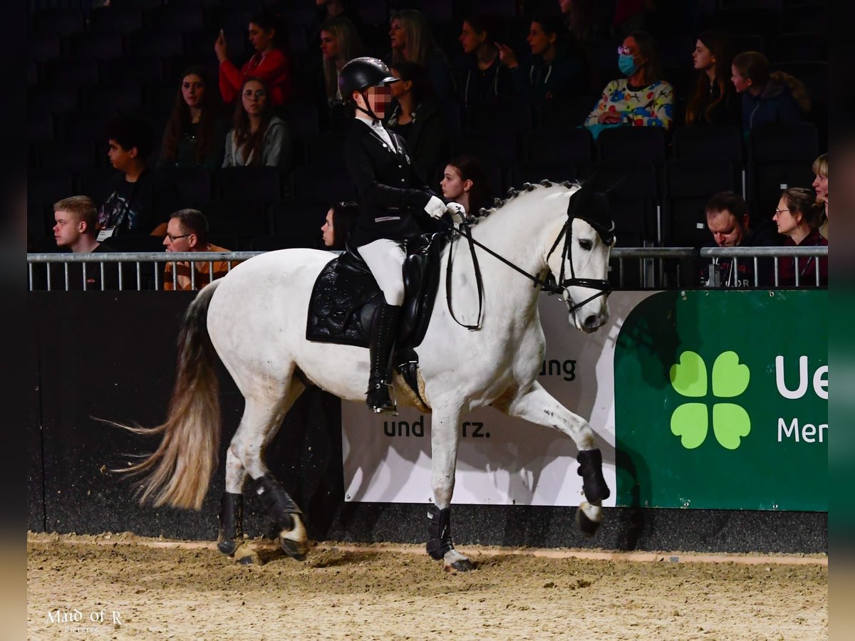 PRE Mix Gelding 7 years 15,3 hh Grey in Schalksm&#xFC;hle