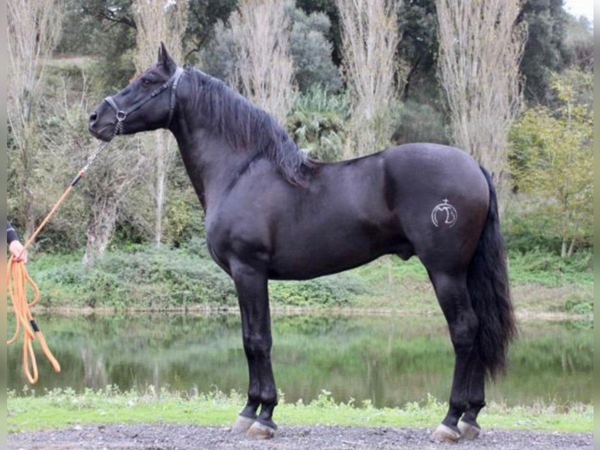 PRE Gelding 7 years 16,1 hh Black in Marsciano