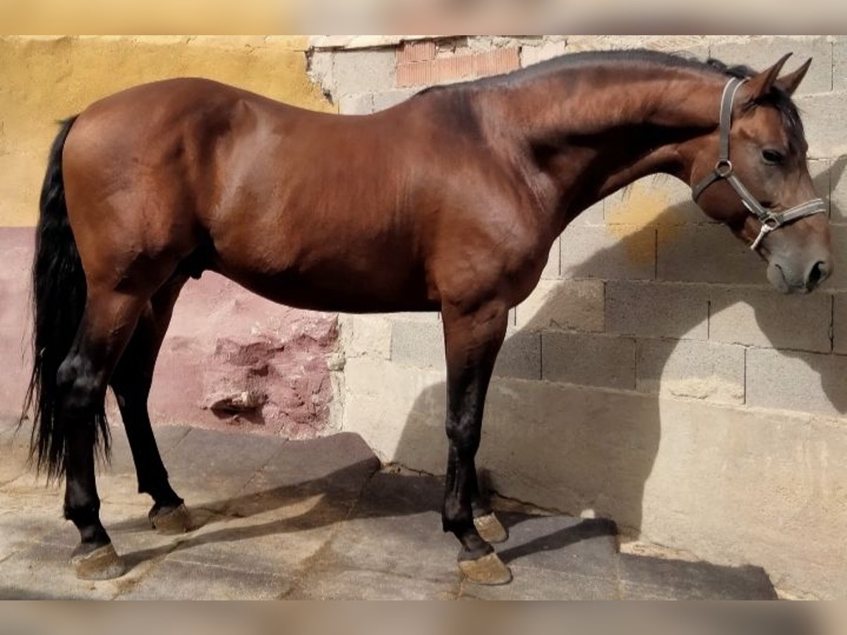 PRE Gelding 7 years 16,1 hh Brown in Martos