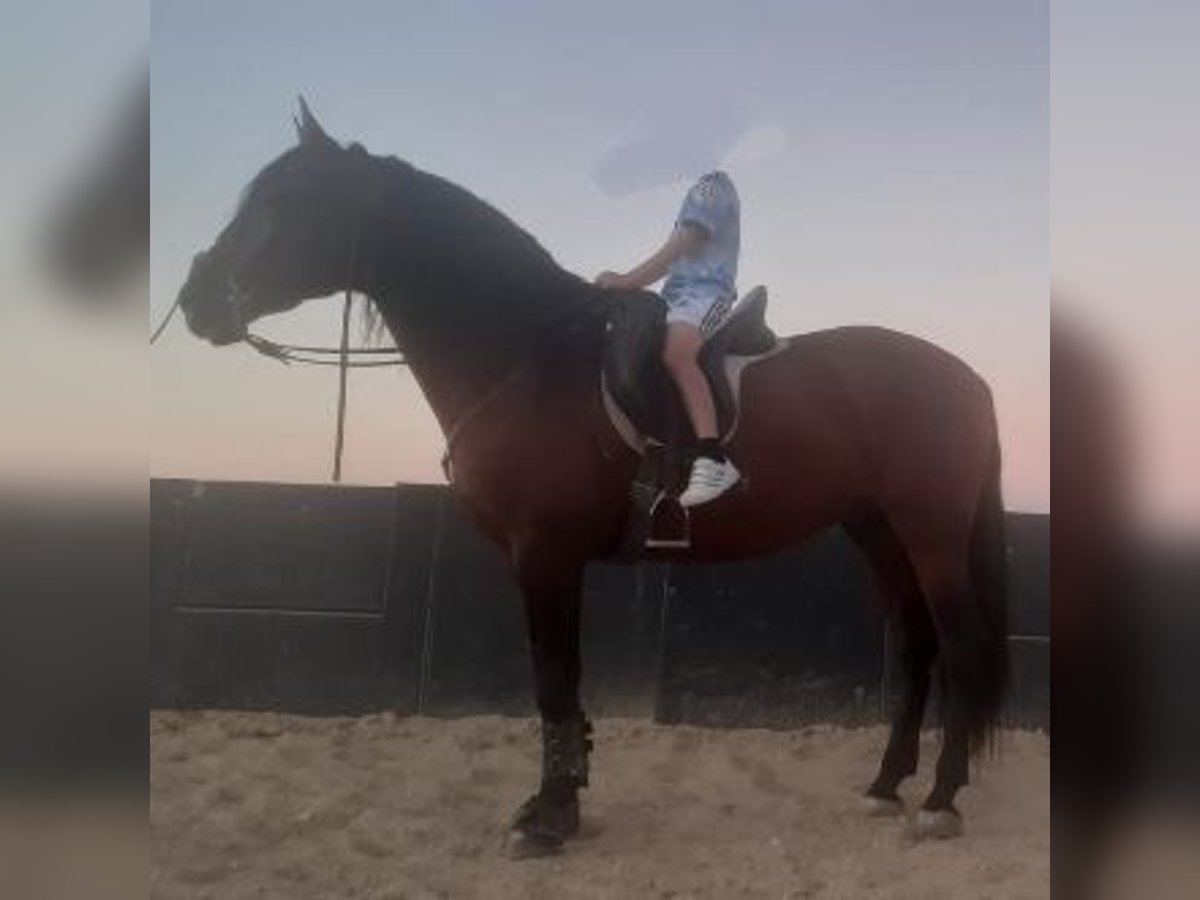 PRE Gelding 7 years 16,1 hh Brown in Martos