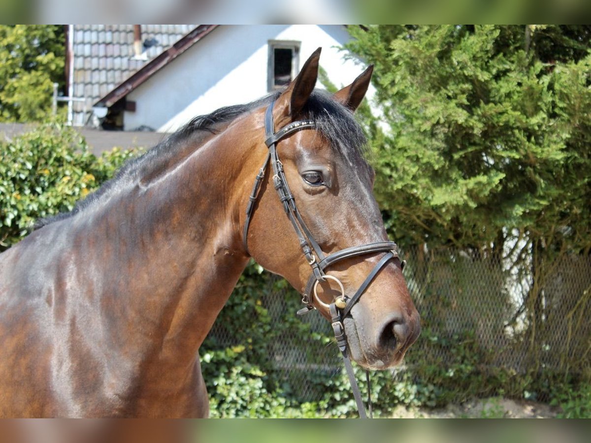 PRE Gelding 7 years 16,1 hh Brown in Sonnefeld