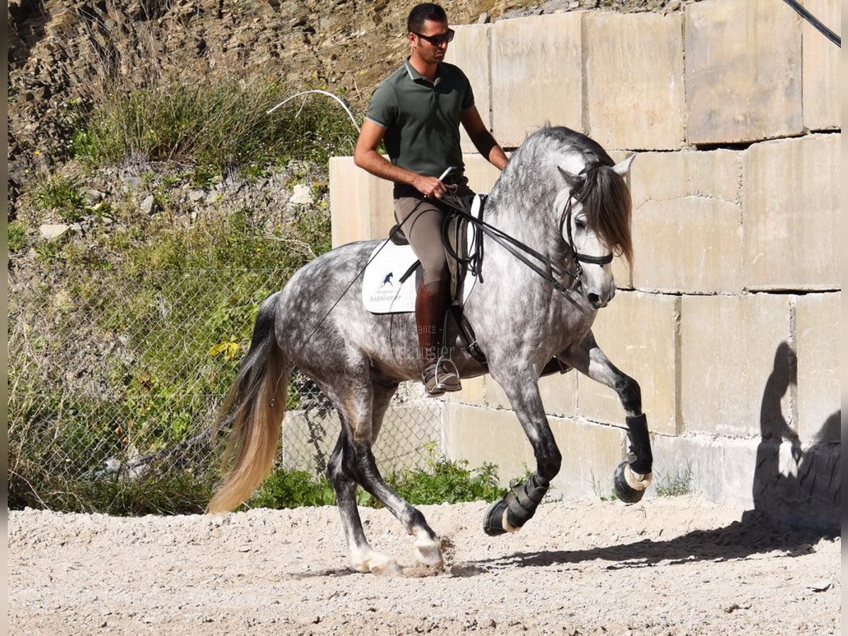 PRE Gelding 7 years 16,1 hh Gray in Provinz Malaga