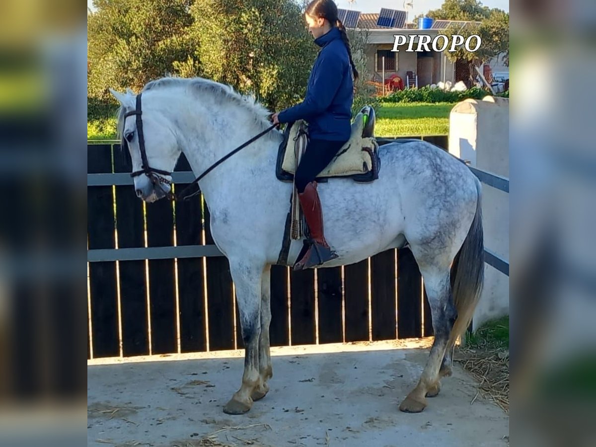 PRE Gelding 7 years 16,1 hh in Chiclana de la Frontera