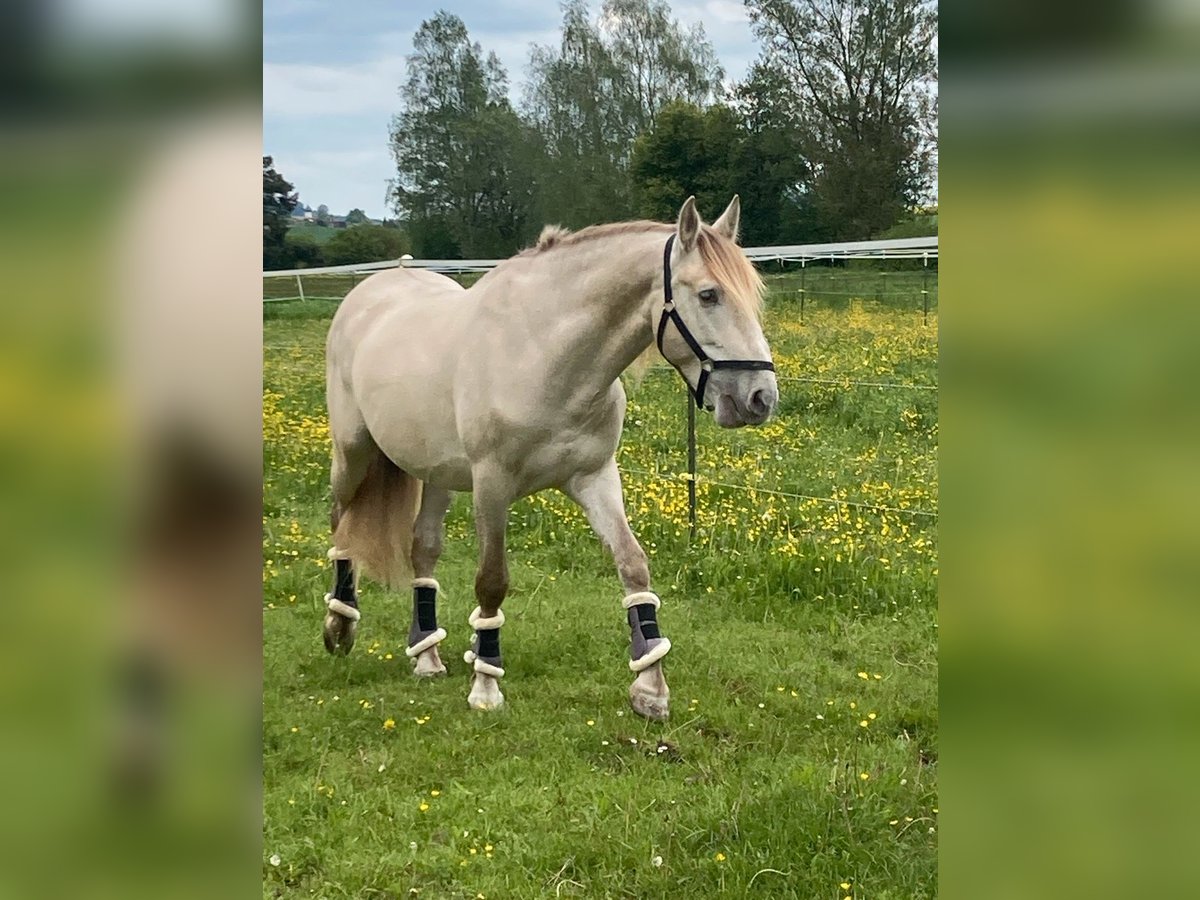 PRE Mix Gelding 7 years 16,1 hh Perlino in Wilflingen