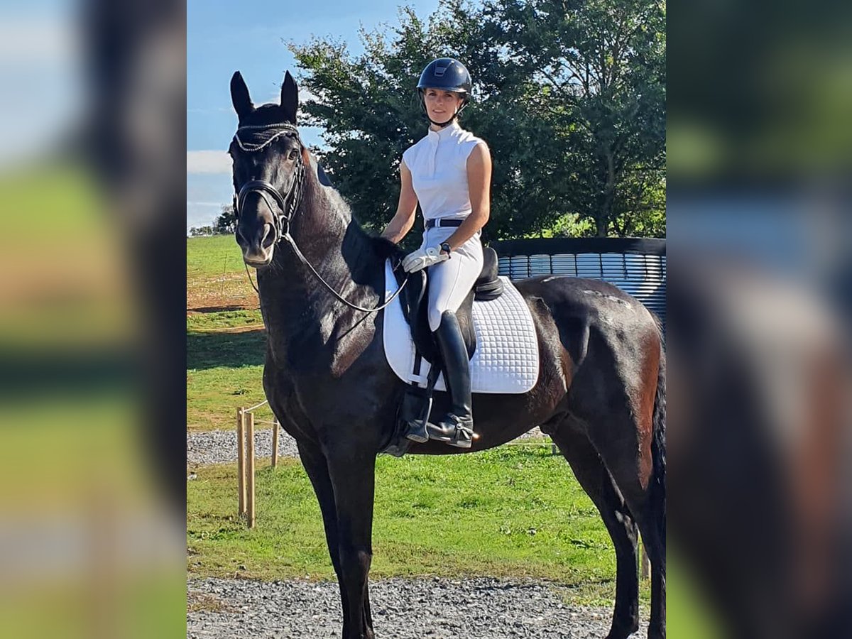 PRE Gelding 7 years 16,2 hh Black in champfleur