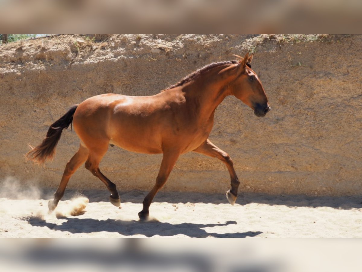 PRE Mix Gelding 7 years 16,2 hh Chestnut in NAVAS DEL MADRONO