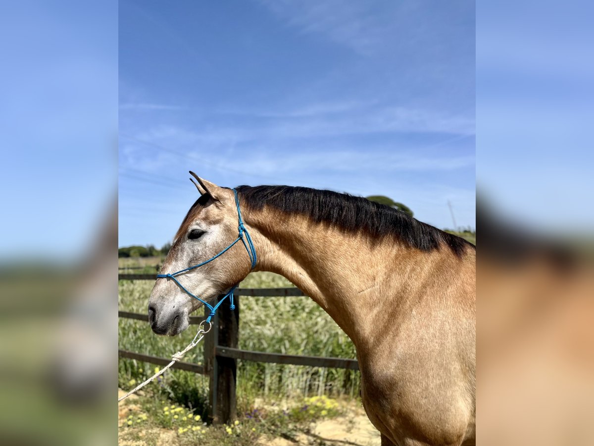 PRE Gelding 7 years 16,2 hh Sabino in Almonte