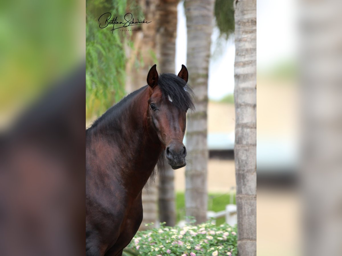 PRE Gelding 7 years 16 hh Brown in Bruchhausen-Vilsen