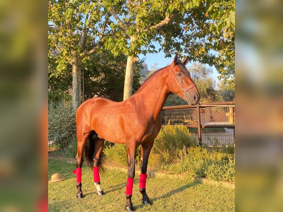 PRE Mix Gelding 7 years 16 hh Brown in Medellin