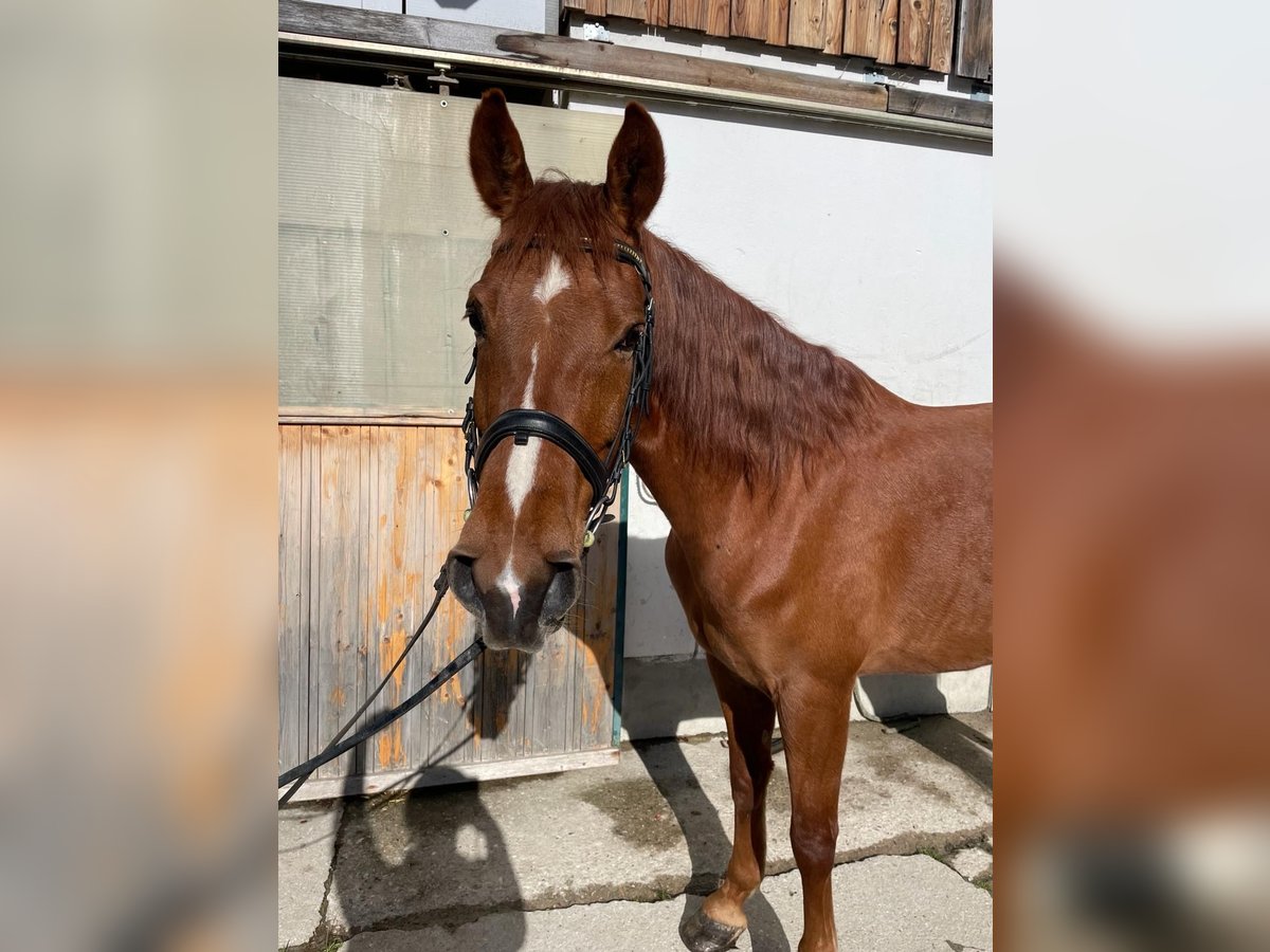 PRE Mix Gelding 7 years 16 hh Chestnut-Red in Puch