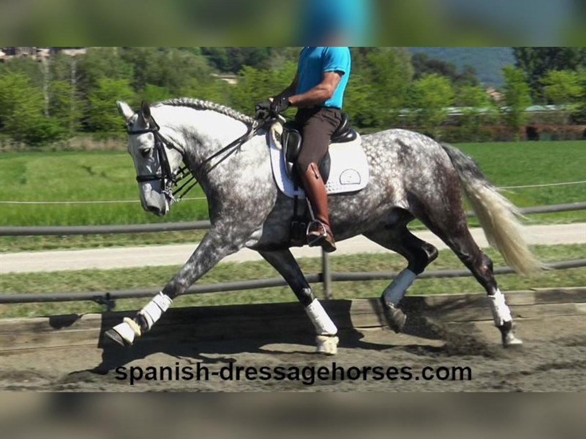 PRE Gelding 7 years 16 hh Gray in Barcelona