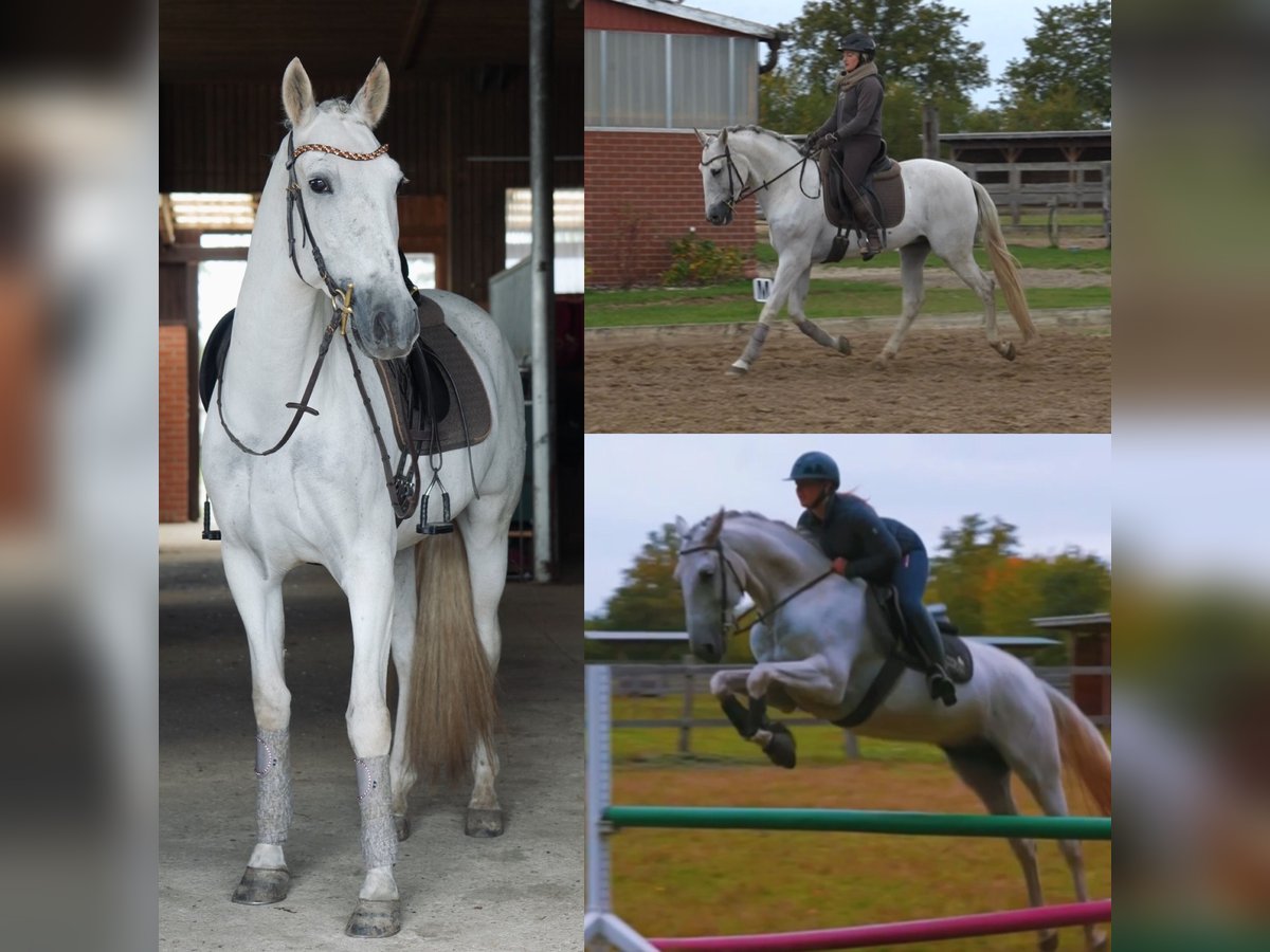 PRE Mix Gelding 7 years 16 hh Grey in Bröthen PRE Mix Gelding 7 years 16 hh Grey in Bröthen