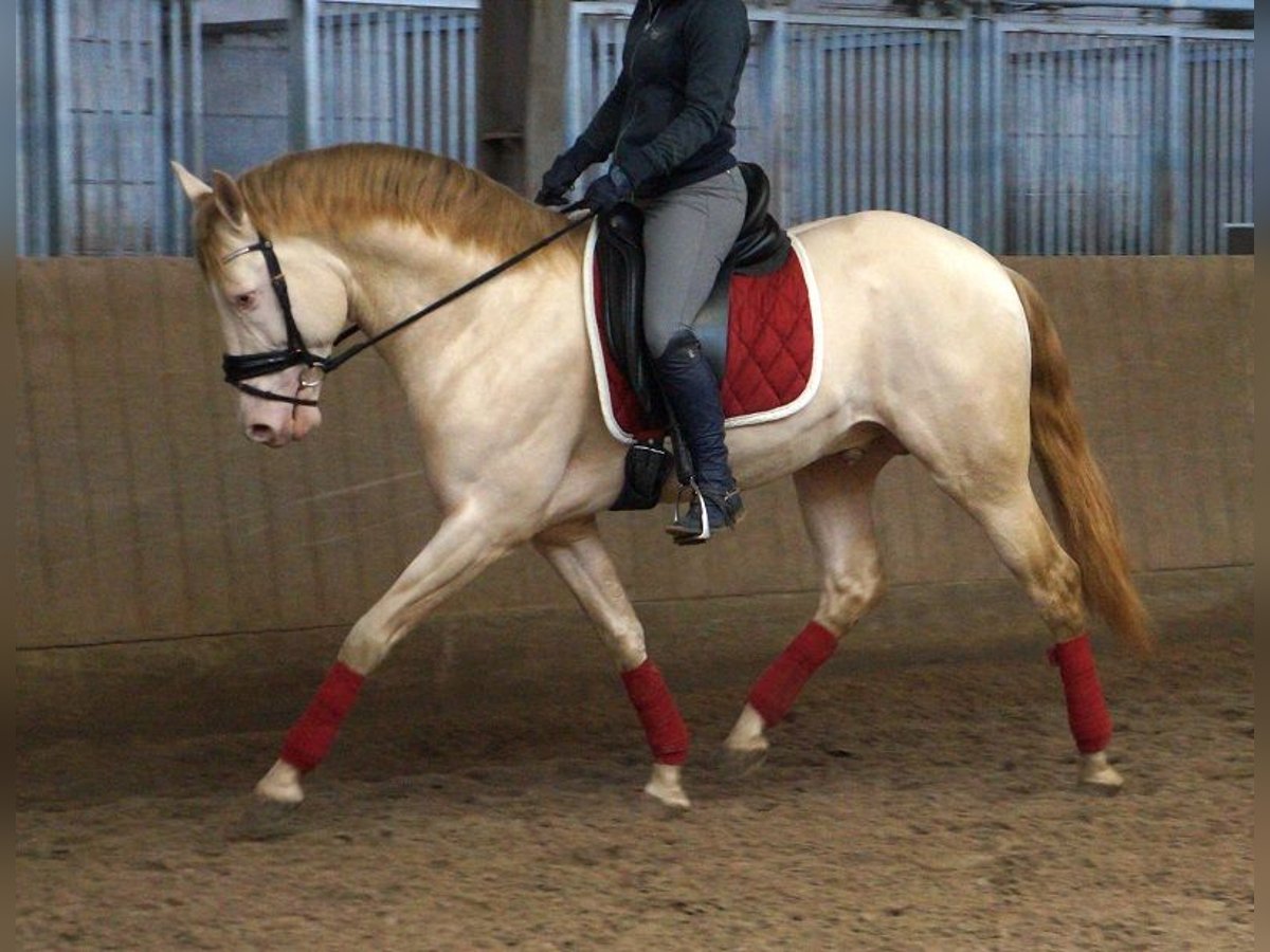 PRE Mix Gelding 7 years 16,1 hh Cremello in G&#xFC;tersloh