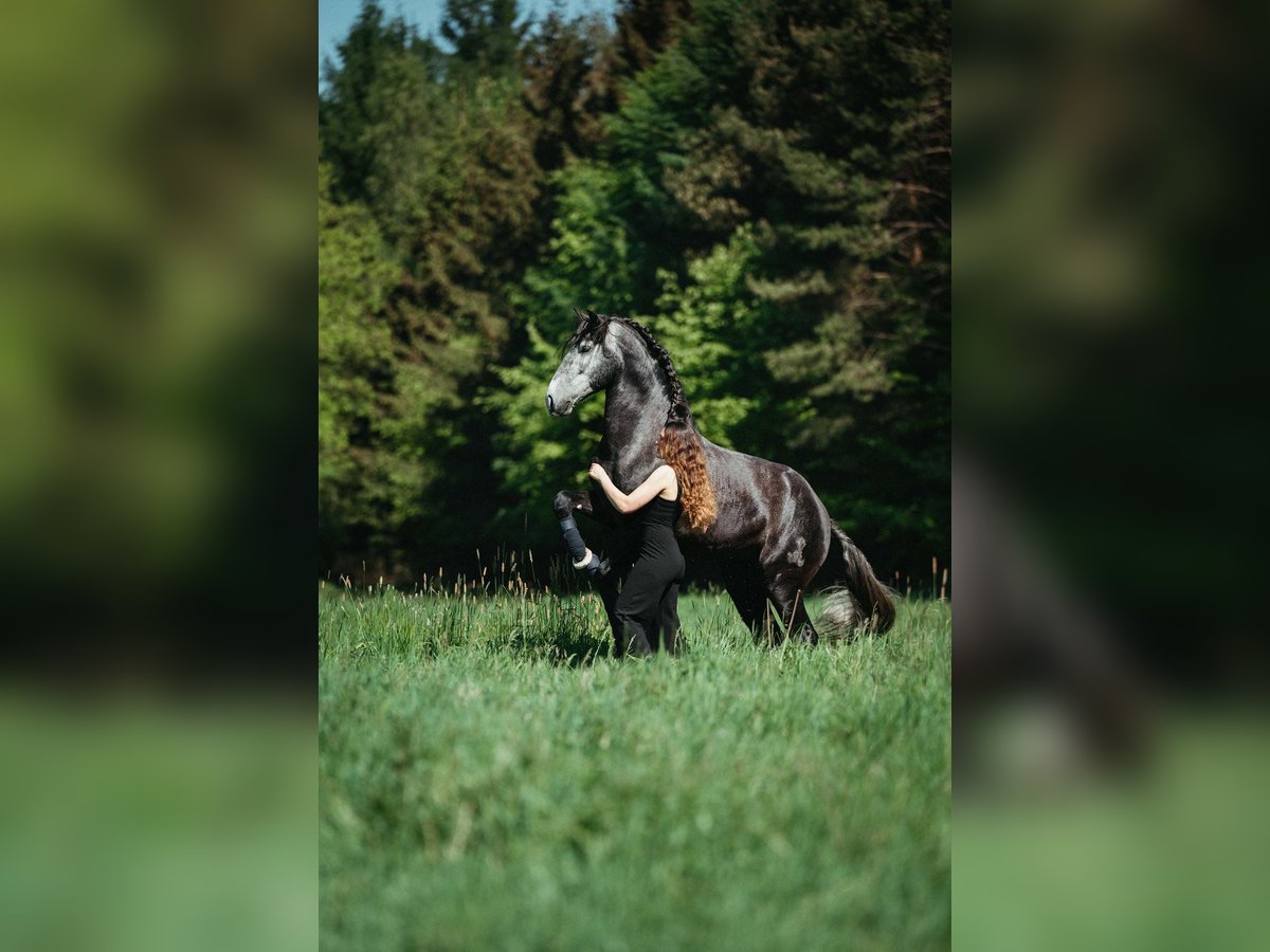 PRE Mix Gelding 7 years 16,1 hh Grey-Dark-Tan in Neum&#xFC;nster