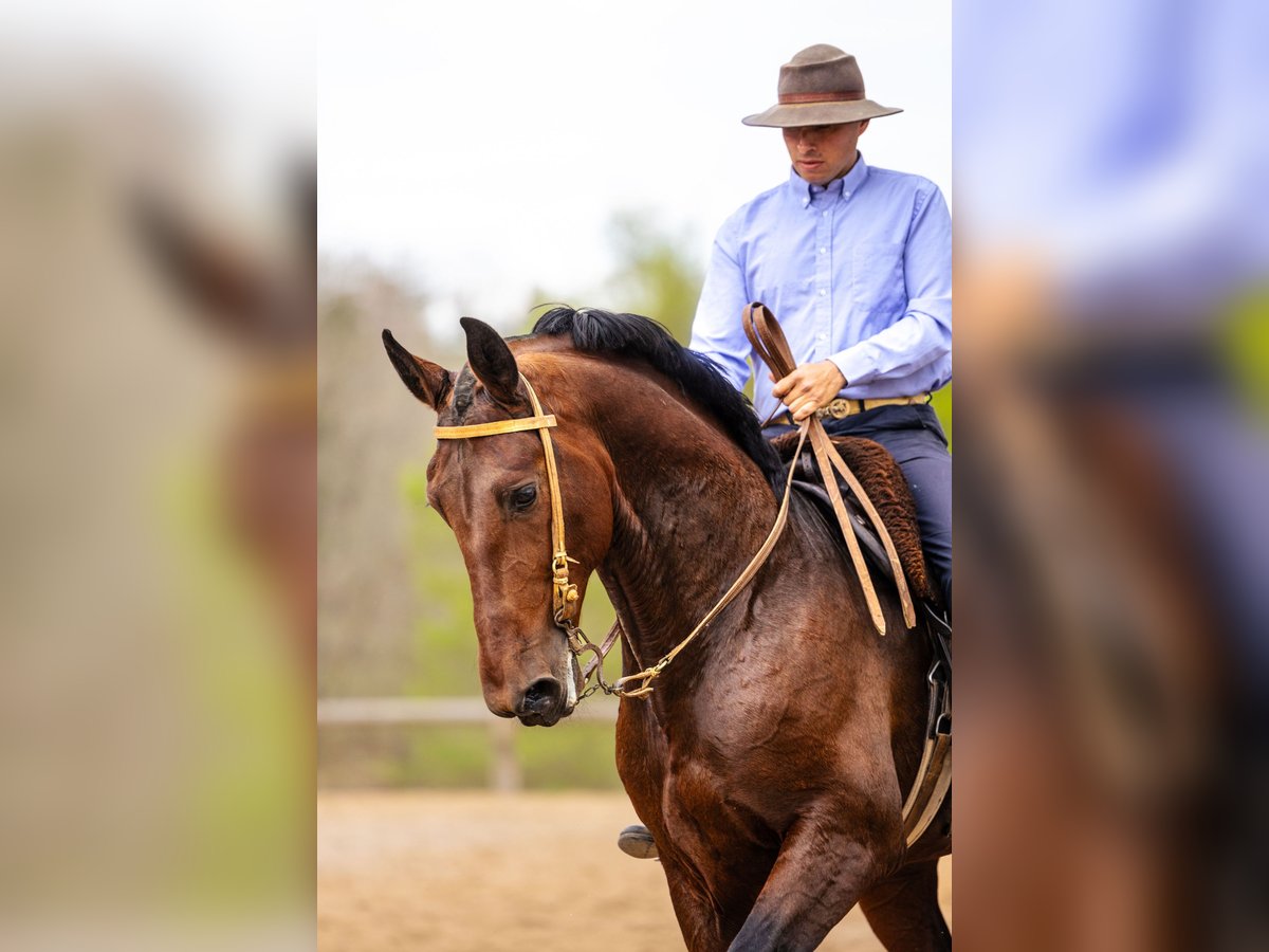 PRE Gelding 7 years 16,2 hh Bay-Dark in Sant joan de les abadesses