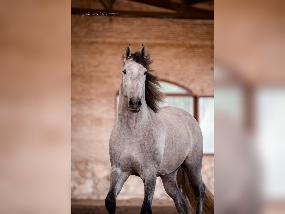 PRE Mix Gelding 7 years 17 hh in El Catllar