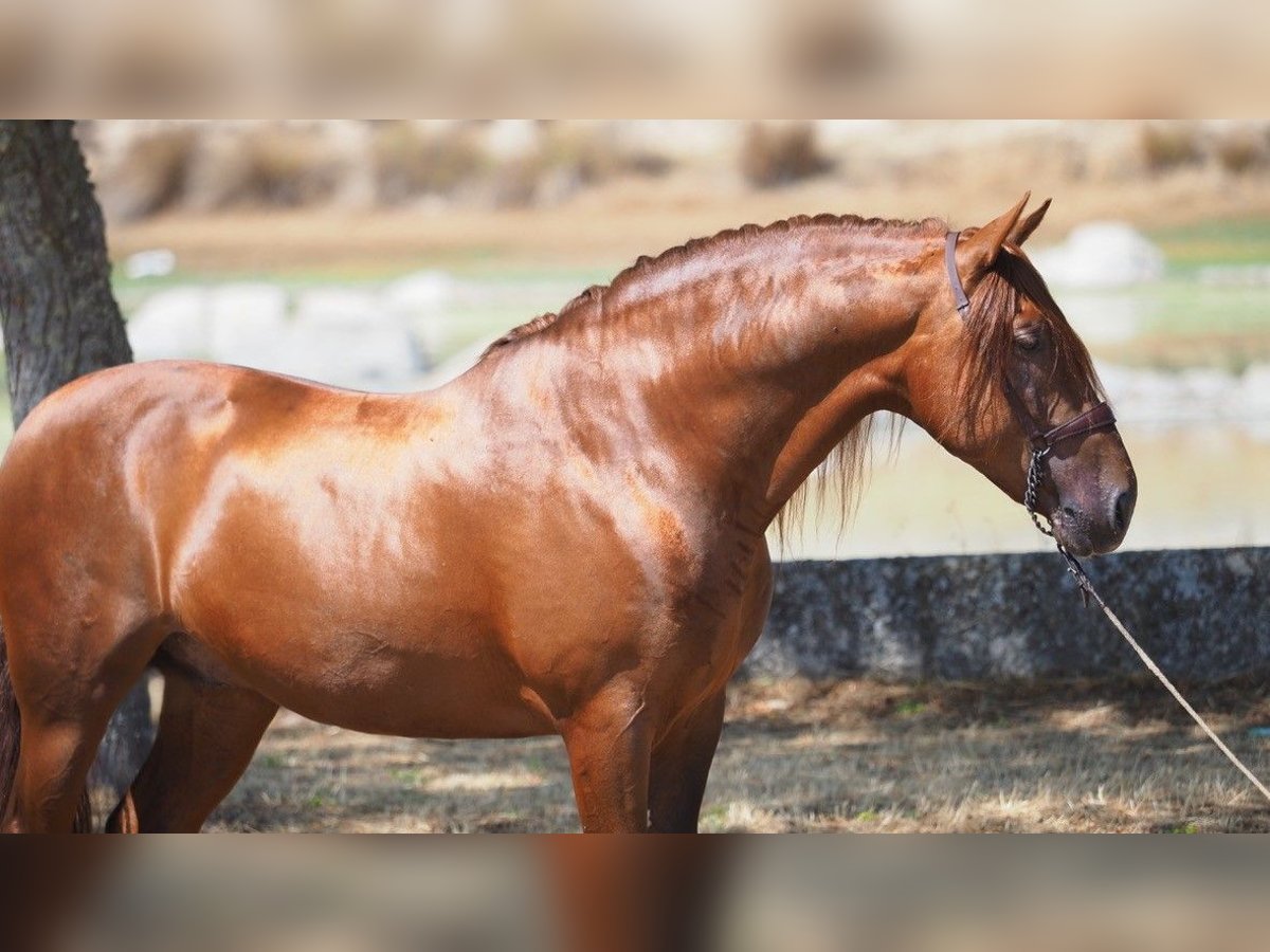 PRE Gelding 8 years 15,2 hh Chestnut-Red in Korneuburg